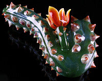 Unparalleled Cactus Sherlock