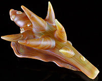Cody Blasted Spike Shell Pipe